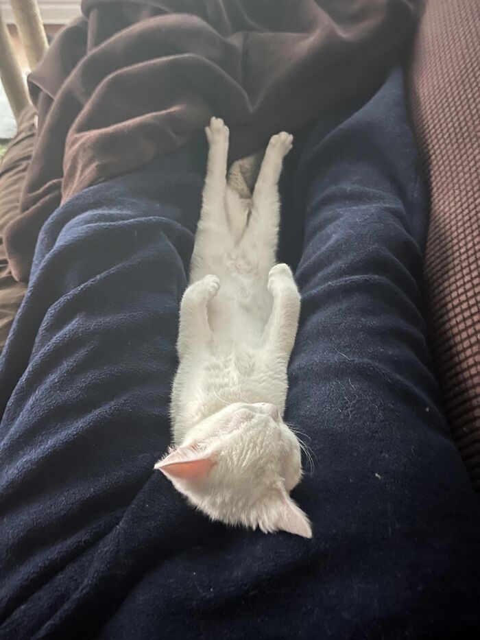 Wait, These Pets Totally Forgot How to Pose (And It’s Hilarious)