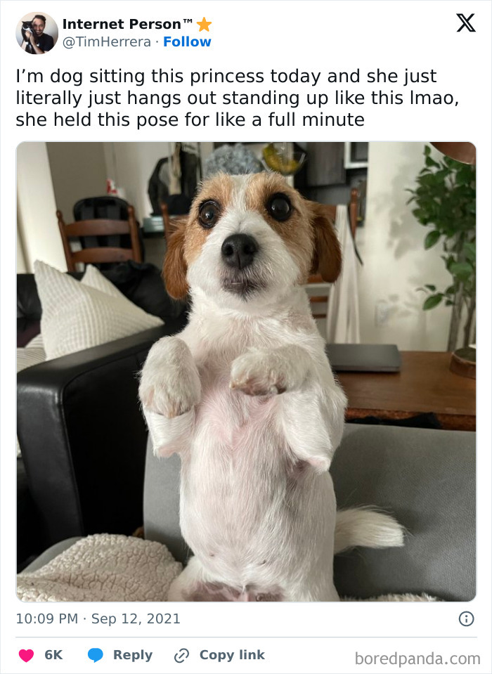 Wait, These Pets Totally Forgot How to Pose (And It’s Hilarious)
