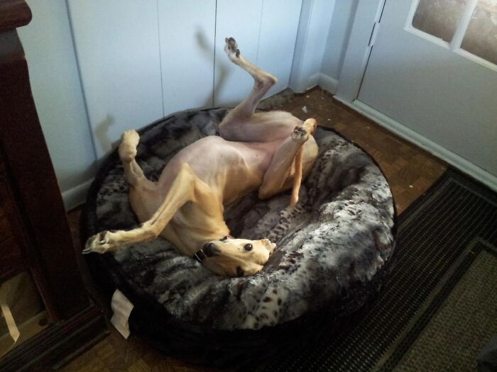 Wait, These Pets Totally Forgot How to Pose (And It’s Hilarious)