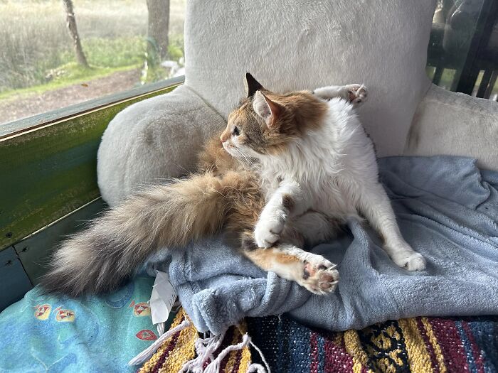 Wait, These Pets Totally Forgot How to Pose (And It’s Hilarious)