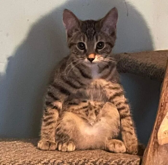 Wait, These Pets Totally Forgot How to Pose (And It’s Hilarious)
