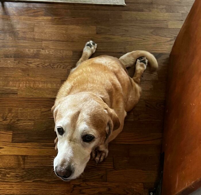 Wait, These Pets Totally Forgot How to Pose (And It’s Hilarious)