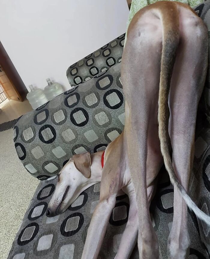 Wait, These Pets Totally Forgot How to Pose (And It’s Hilarious)