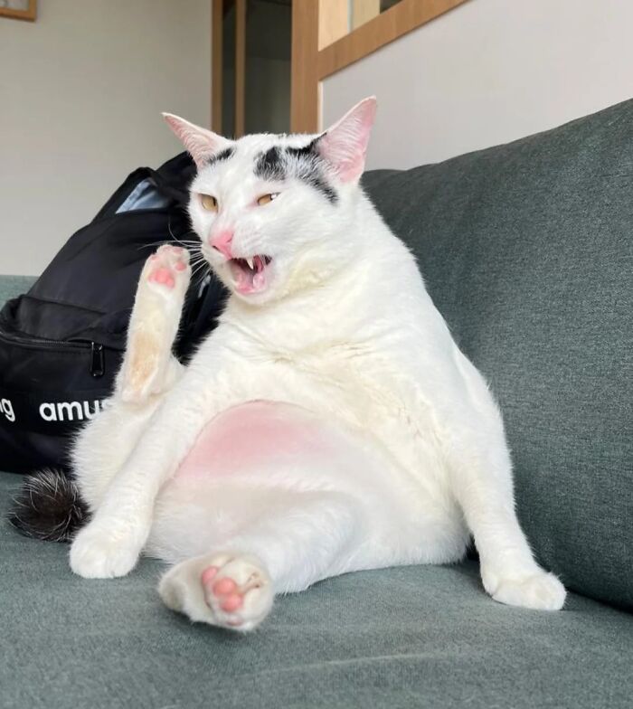 Wait, These Pets Totally Forgot How to Pose (And It’s Hilarious)