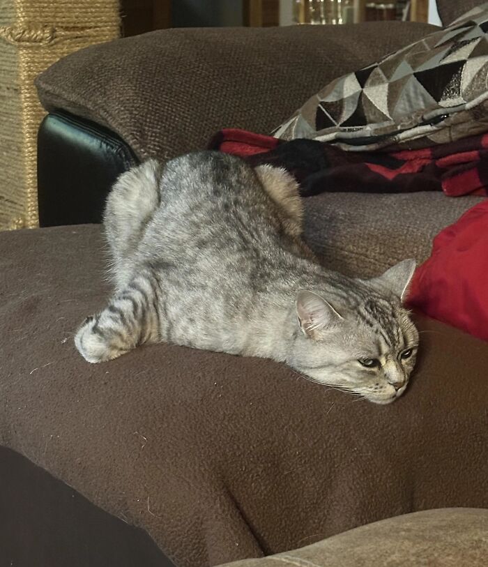 Wait, These Pets Totally Forgot How to Pose (And It’s Hilarious)