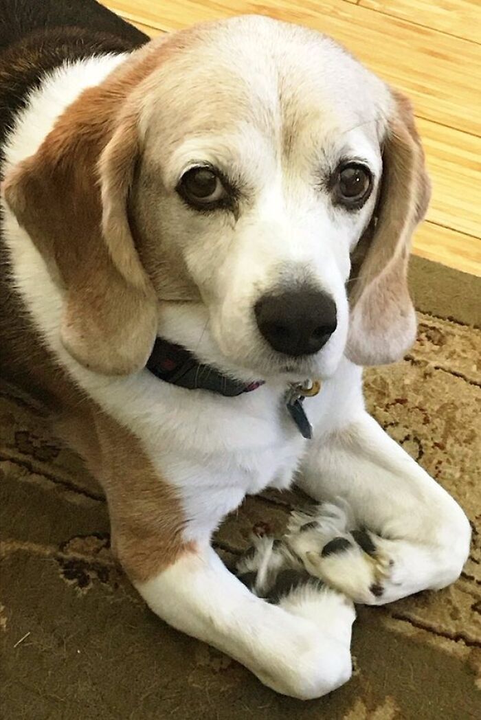 Wait, These Pets Totally Forgot How to Pose (And It’s Hilarious)