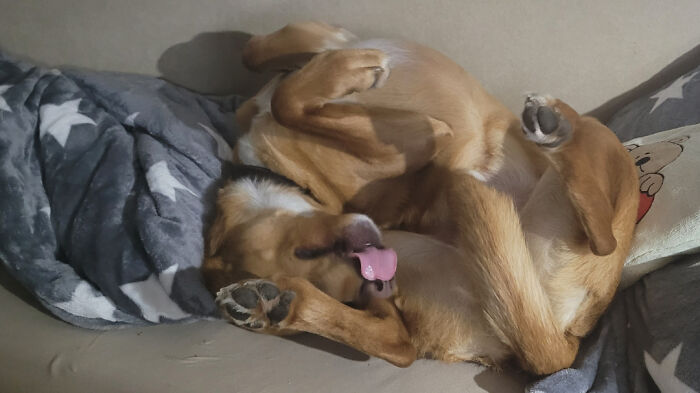 Wait, These Pets Totally Forgot How to Pose (And It’s Hilarious)