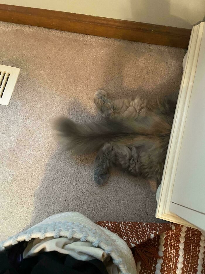 Wait, These Pets Totally Forgot How to Pose (And It’s Hilarious)
