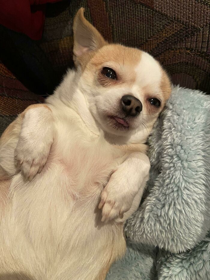 Wait, These Pets Totally Forgot How to Pose (And It’s Hilarious)