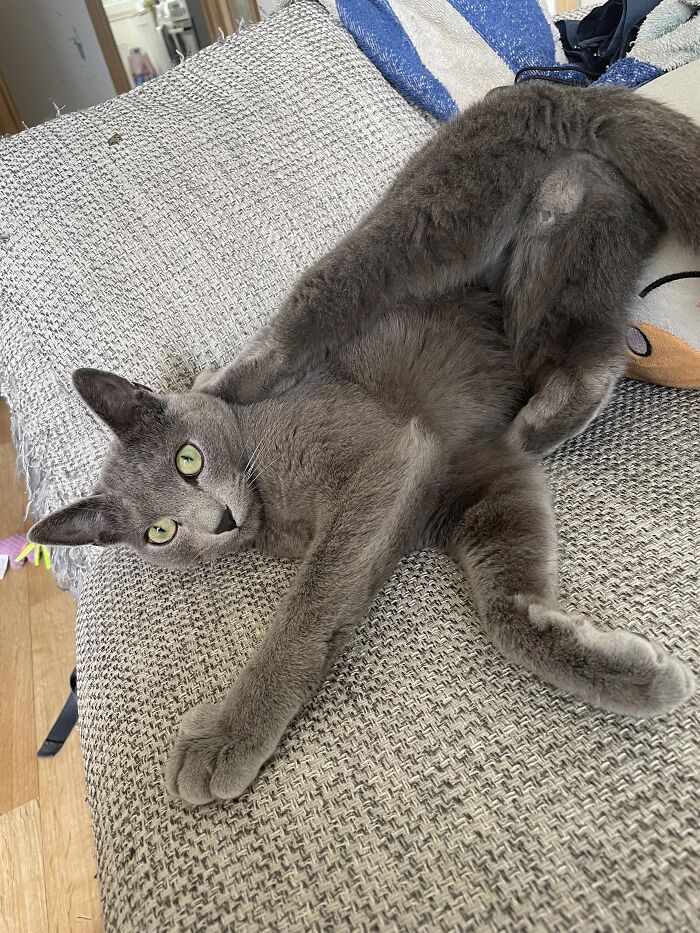 Wait, These Pets Totally Forgot How to Pose (And It’s Hilarious)