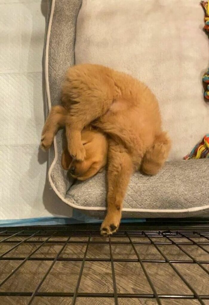 Wait, These Pets Totally Forgot How to Pose (And It’s Hilarious)