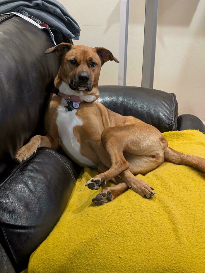 Wait, These Pets Totally Forgot How to Pose (And It’s Hilarious)