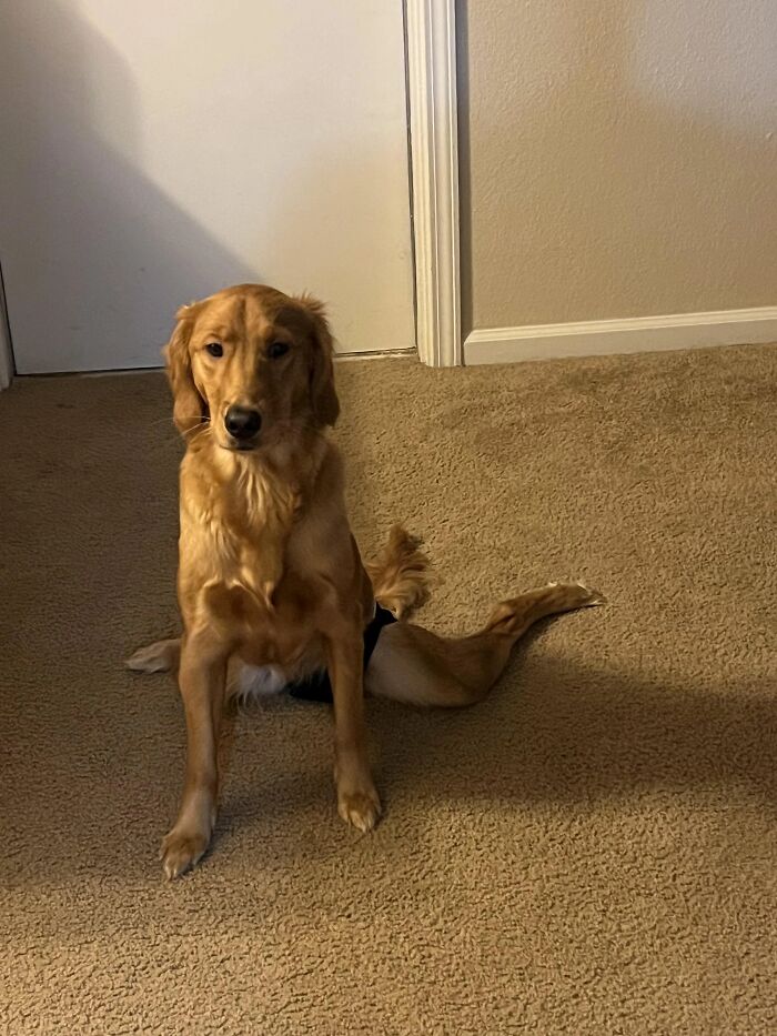 Wait, These Pets Totally Forgot How to Pose (And It’s Hilarious)