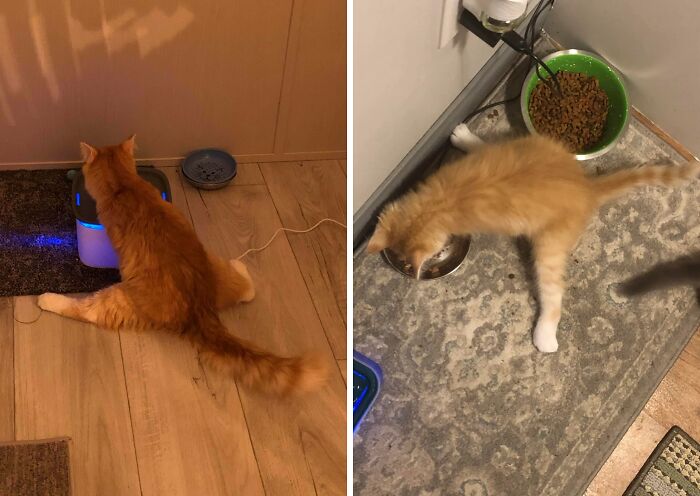 Wait, These Pets Totally Forgot How to Pose (And It’s Hilarious)