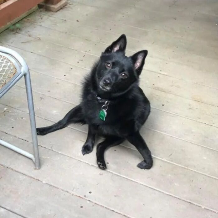 Wait, These Pets Totally Forgot How to Pose (And It’s Hilarious)