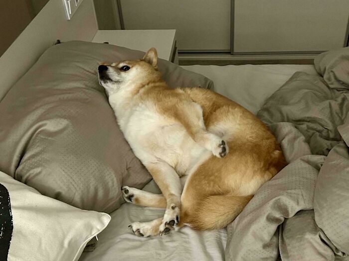 Wait, These Pets Totally Forgot How to Pose (And It’s Hilarious)