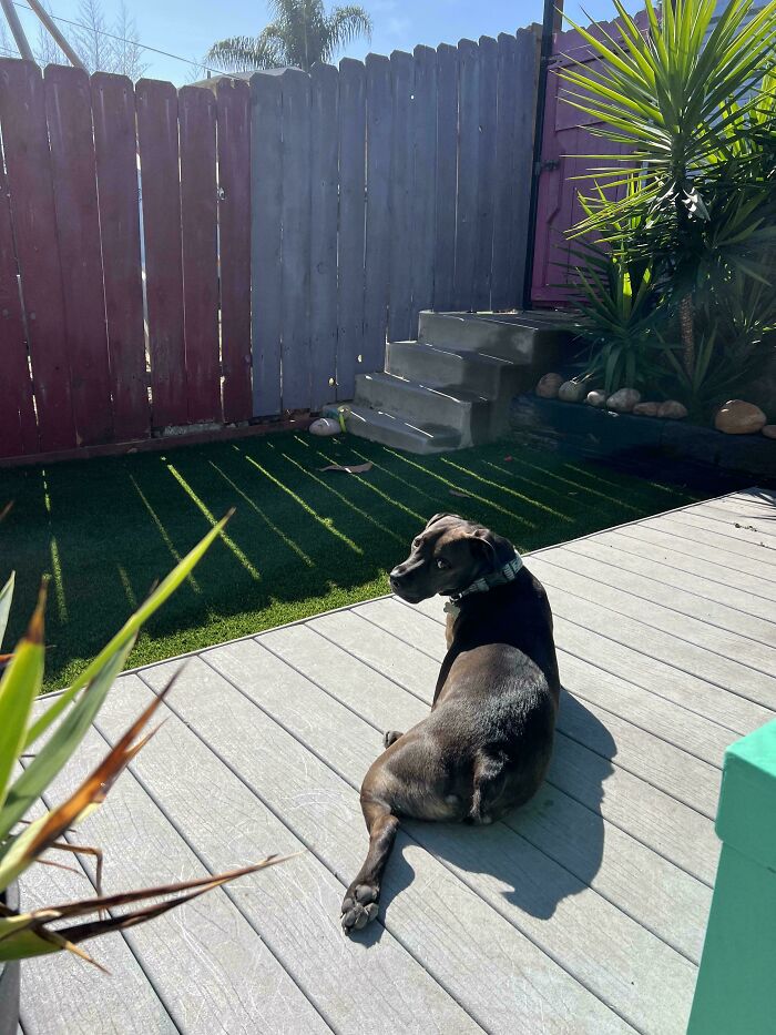 Wait, These Pets Totally Forgot How to Pose (And It’s Hilarious)