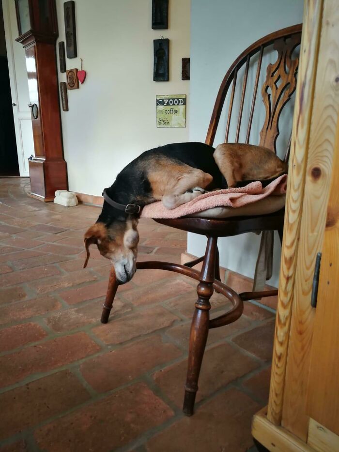 Wait, These Pets Totally Forgot How to Pose (And It’s Hilarious)