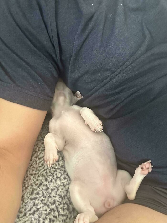 Wait, These Pets Totally Forgot How to Pose (And It’s Hilarious)