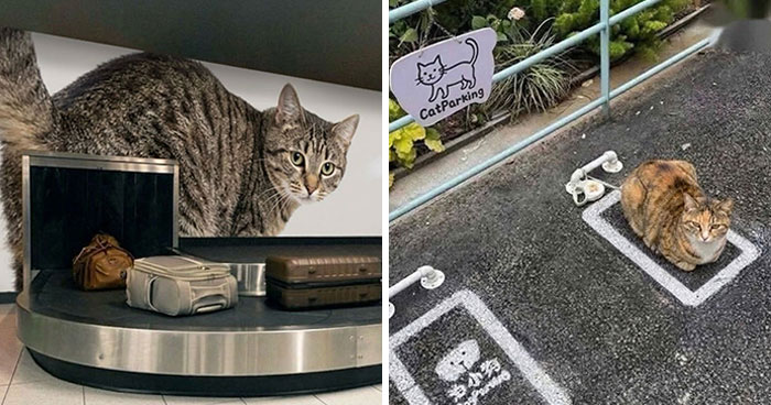 Wait Till You See These Hilarious Cat Memes That Will Totally Make Your Day!