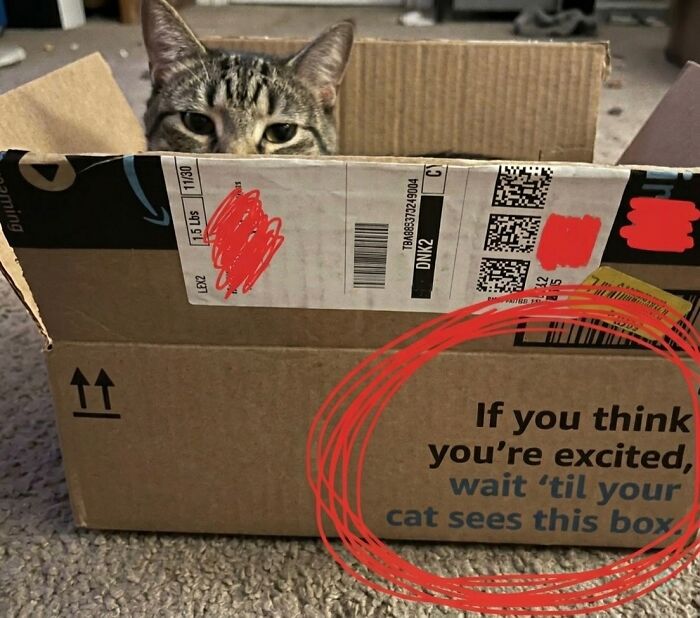 Wait Till You See These Hilarious Cat Memes That Will Totally Make Your Day!