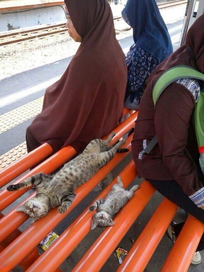 Wait Till You See These Hilarious Cat Memes That Will Totally Make Your Day!
