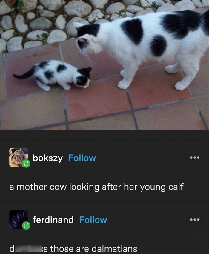 Wait Till You See These Hilarious Cat Memes That Will Totally Make Your Day!