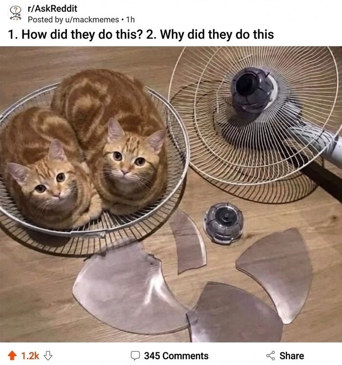 Wait Till You See These Hilarious Cat Memes That Will Totally Make Your Day!