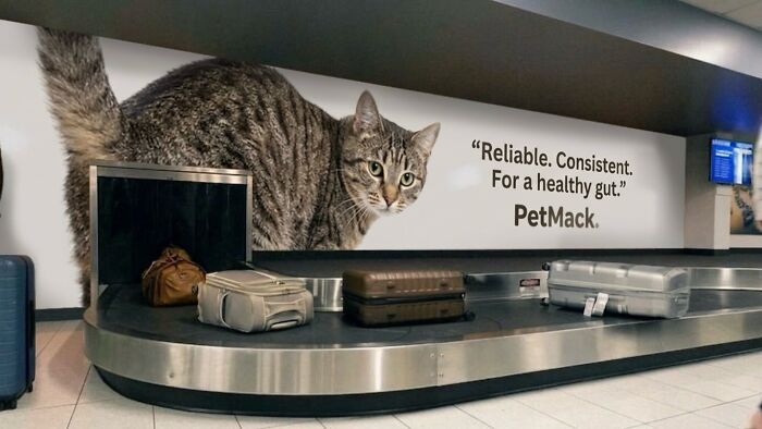 Wait Till You See These Hilarious Cat Memes That Will Totally Make Your Day!