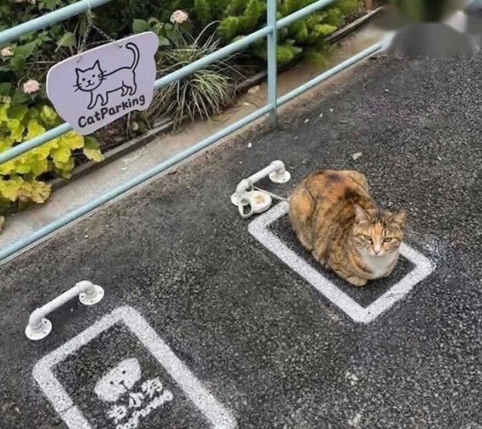 Wait Till You See These Hilarious Cat Memes That Will Totally Make Your Day!
