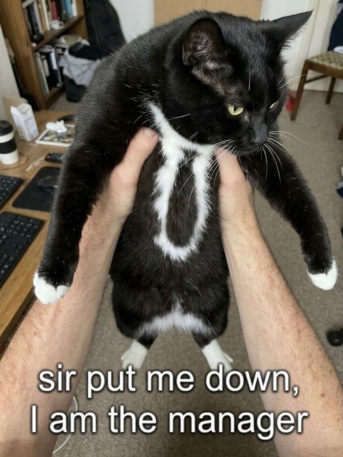 Wait Till You See These Hilarious Cat Memes That Will Totally Make Your Day!