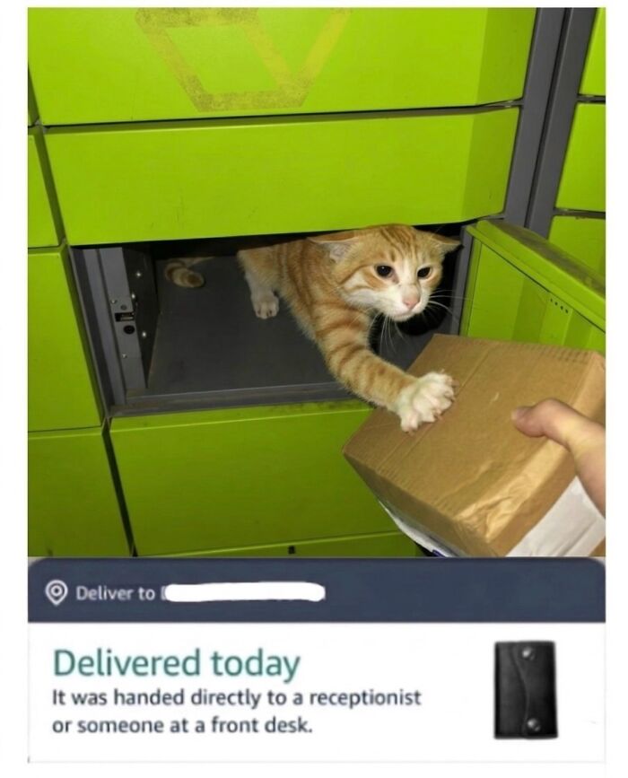 Wait Till You See These Hilarious Cat Memes That Will Totally Make Your Day!