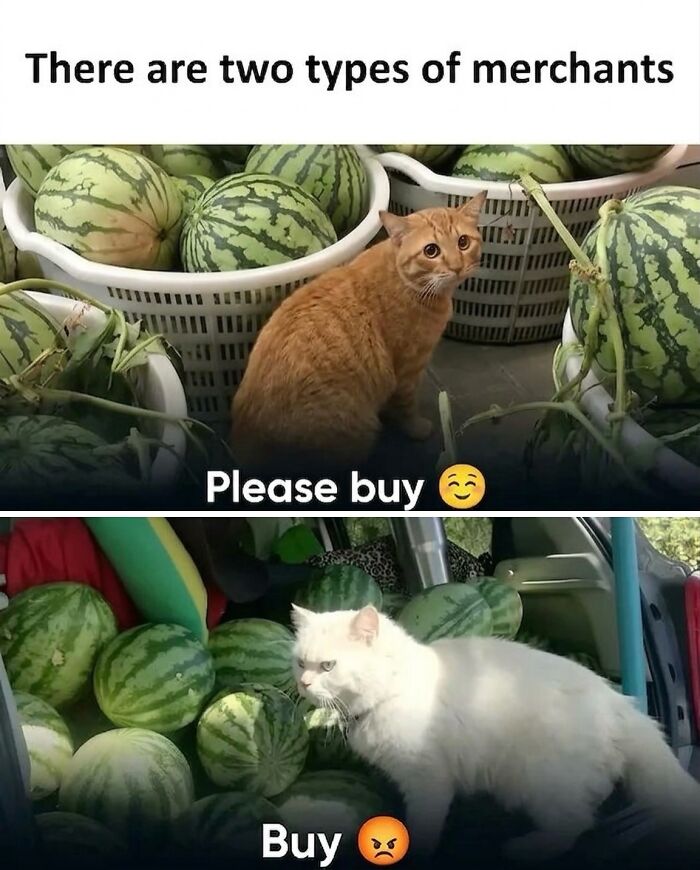 Wait Till You See These Hilarious Cat Memes That Will Totally Make Your Day!