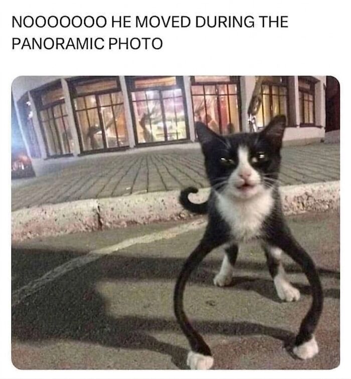 Wait Till You See These Hilarious Cat Memes That Will Totally Make Your Day!