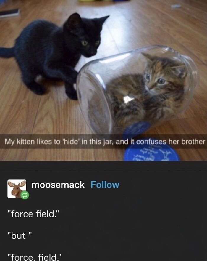 Wait Till You See These Hilarious Cat Memes That Will Totally Make Your Day!