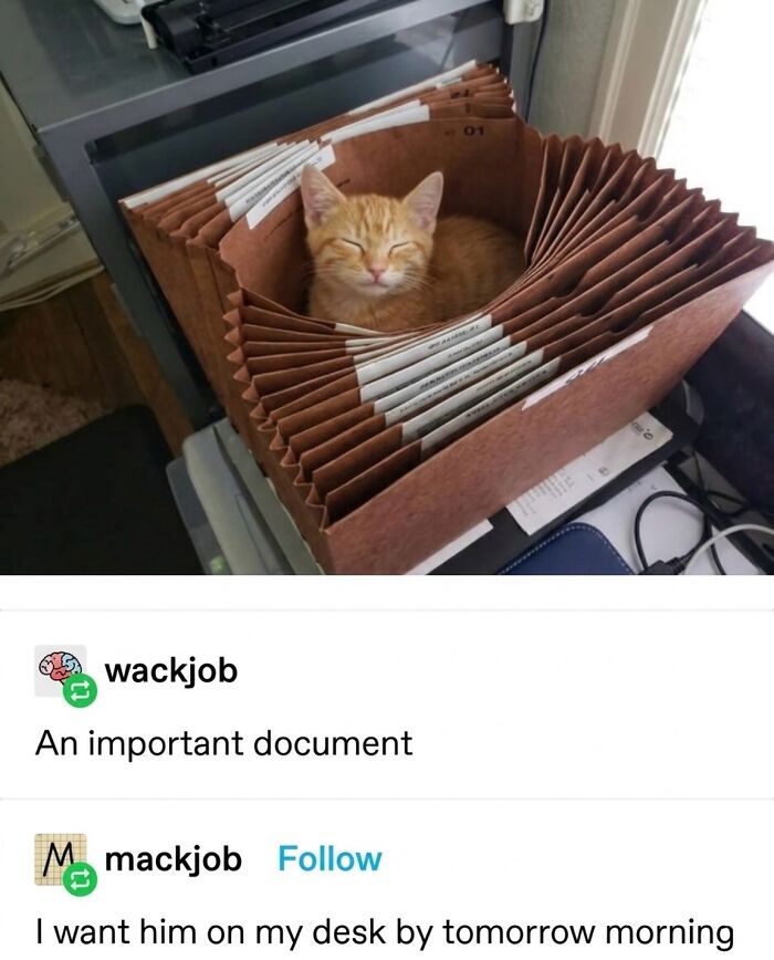 Wait Till You See These Hilarious Cat Memes That Will Totally Make Your Day!