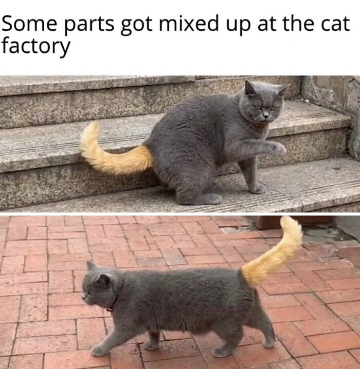 Wait Till You See These Hilarious Cat Memes That Will Totally Make Your Day!