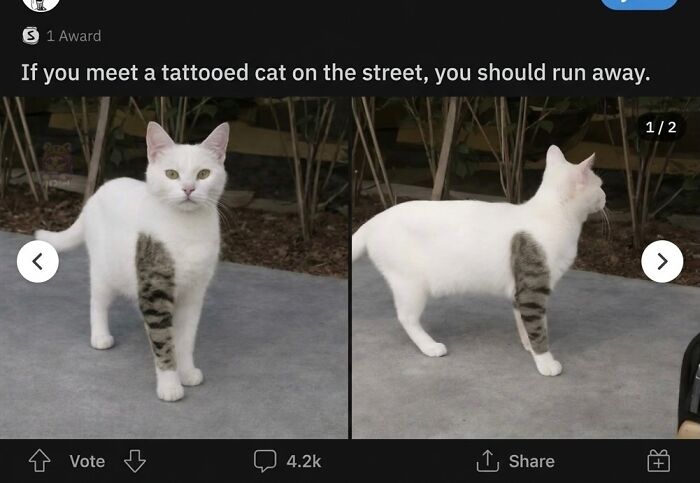 Wait Till You See These Hilarious Cat Memes That Will Totally Make Your Day!