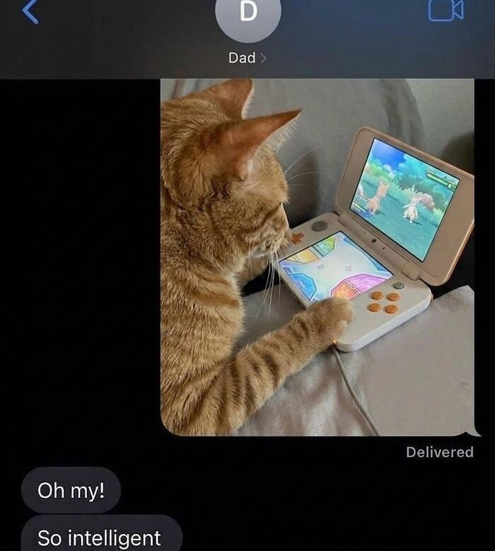 Wait Till You See These Hilarious Cat Memes That Will Totally Make Your Day!