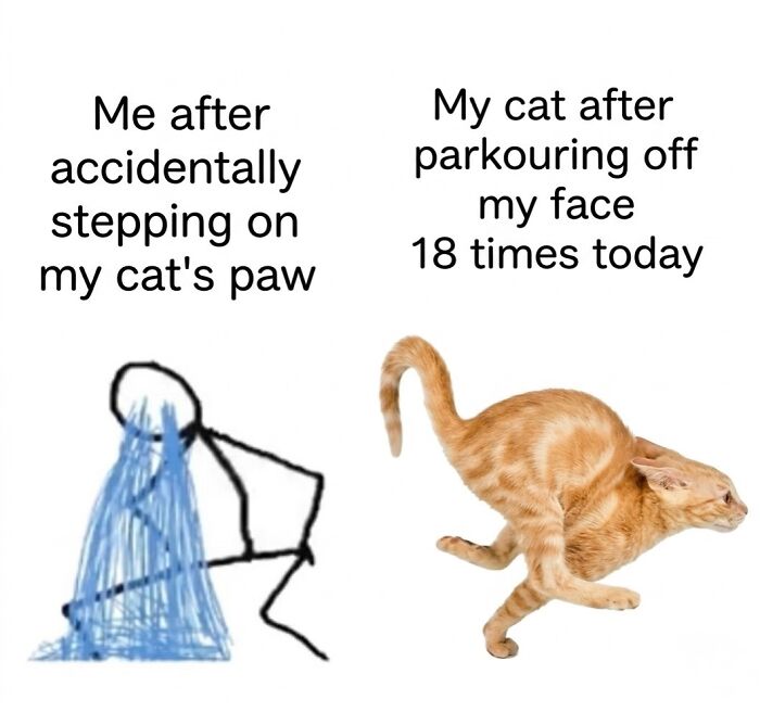 Wait Till You See These Hilarious Cat Memes That Will Totally Make Your Day!