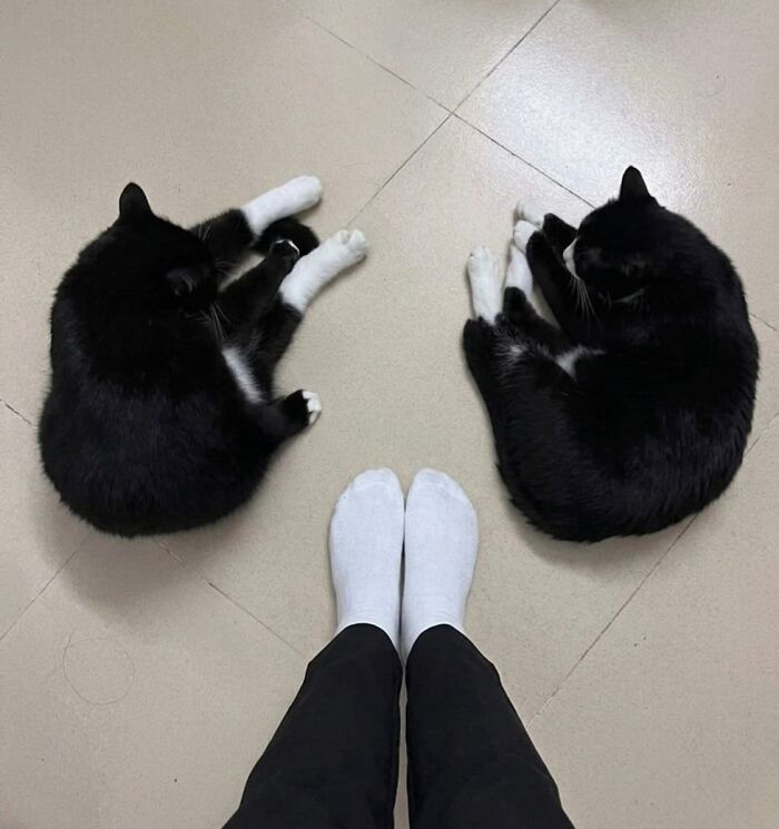 Wait Till You See These Hilarious Cat Memes That Will Totally Make Your Day!