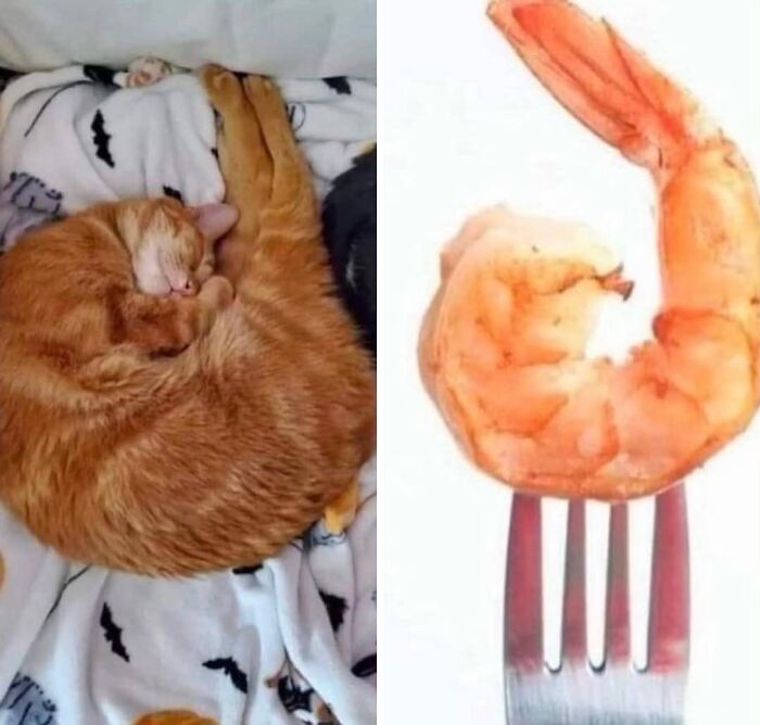 Wait Till You See These Hilarious Cat Memes That Will Totally Make Your Day!