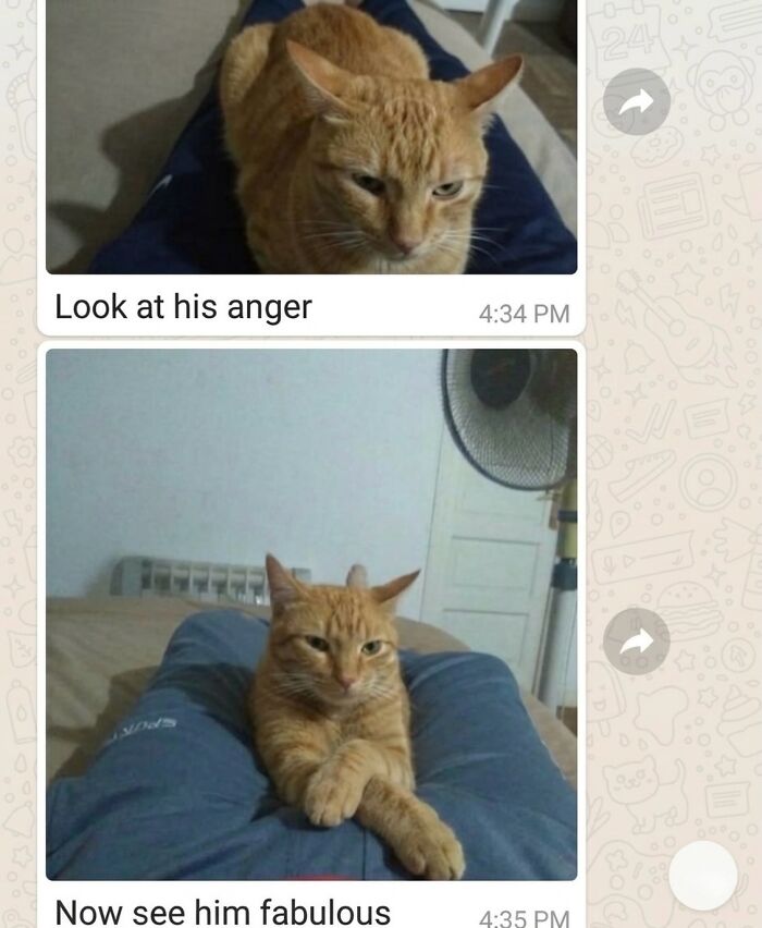 Wait Till You See These Hilarious Cat Memes That Will Totally Make Your Day!