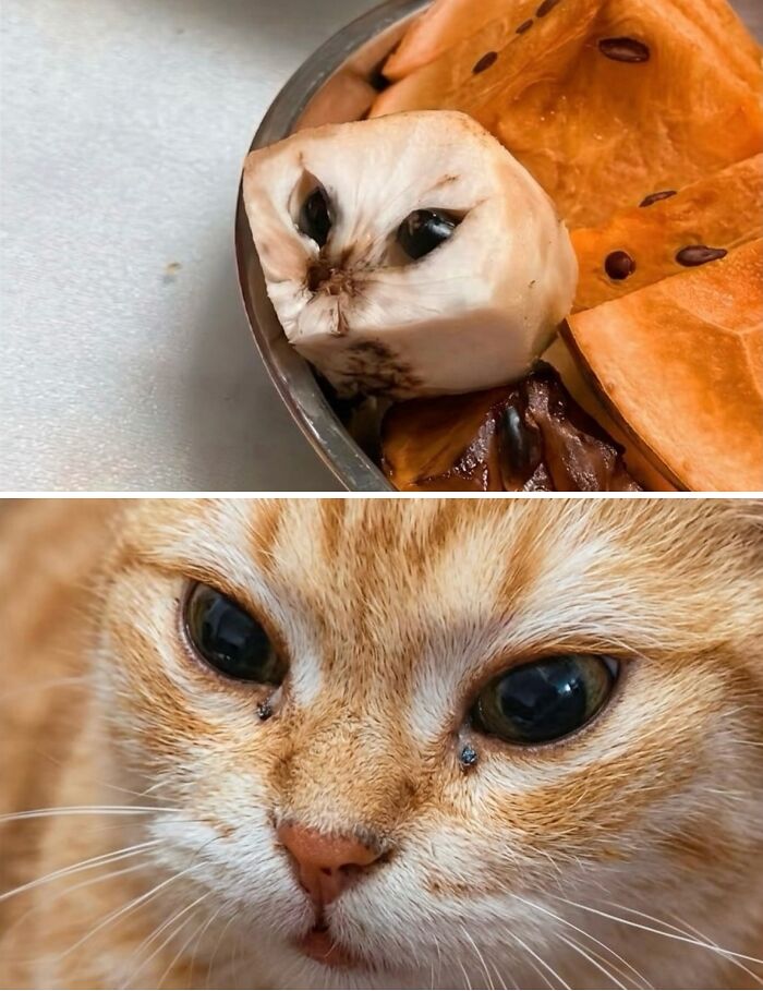 Wait Till You See These Hilarious Cat Memes That Will Totally Make Your Day!
