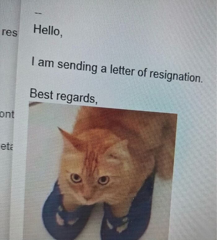 Wait Till You See These Hilarious Cat Memes That Will Totally Make Your Day!