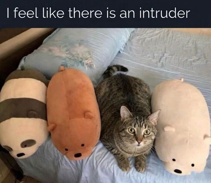 Wait Till You See These Hilarious Cat Memes That Will Totally Make Your Day!