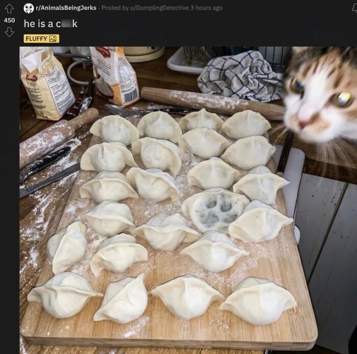 Wait Till You See These Hilarious Cat Memes That Will Totally Make Your Day!