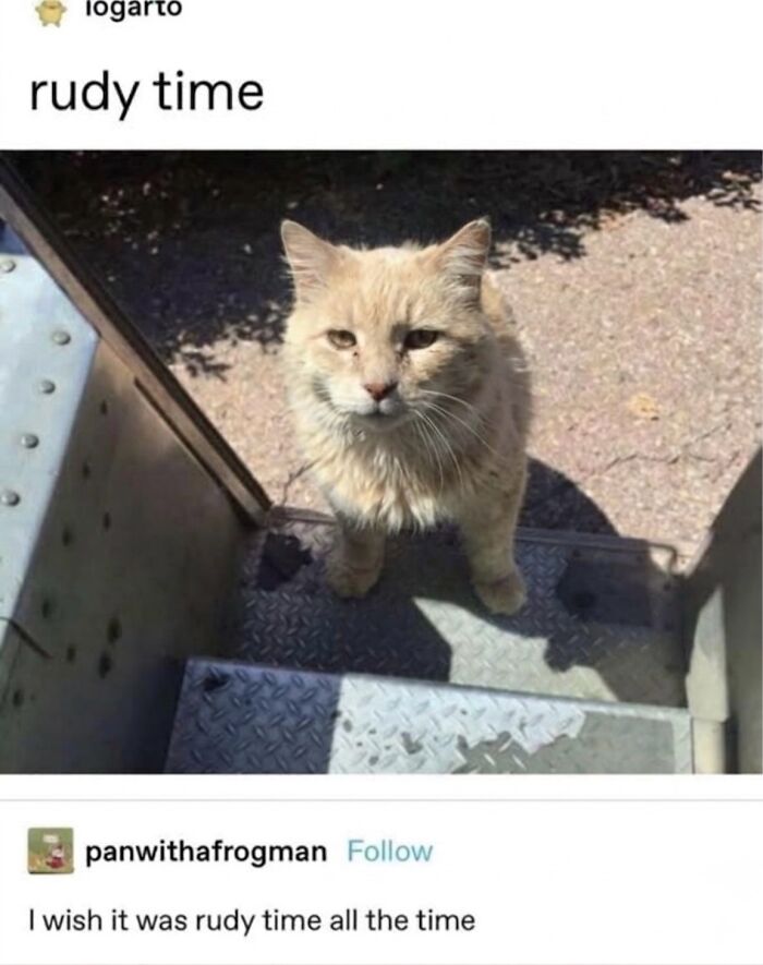 Wait Till You See These Hilarious Cat Memes That Will Totally Make Your Day!