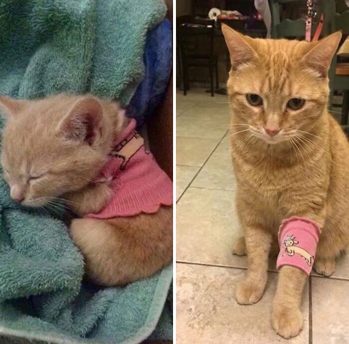 Wait Till You See These Hilarious Cat Memes That Will Totally Make Your Day!