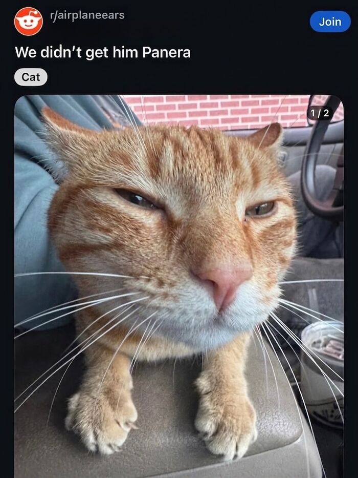 Wait Till You See These Hilarious Cat Memes That Will Totally Make Your Day!